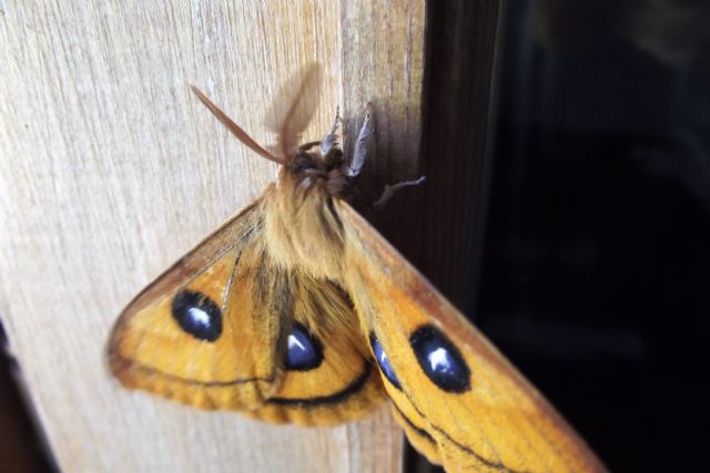 Aglia tau (Saturniidae)