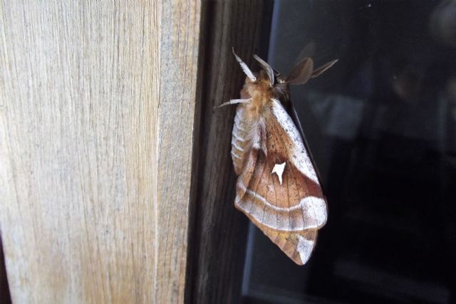 Aglia tau (Saturniidae)