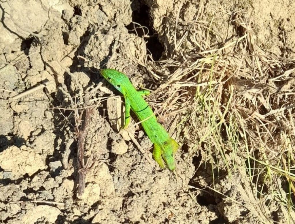 Lacerta viridis?  No, Lacerta bilineata