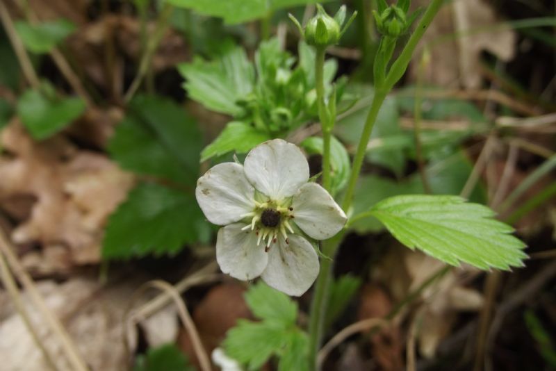 Fragaria vesca?