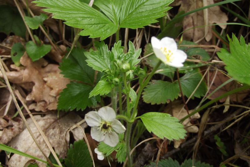 Fragaria vesca?