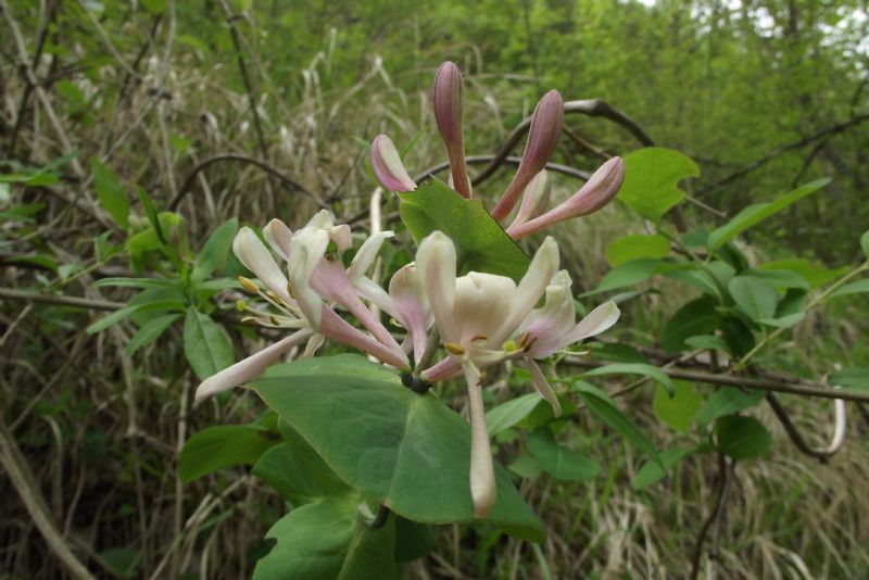 Lonicera?