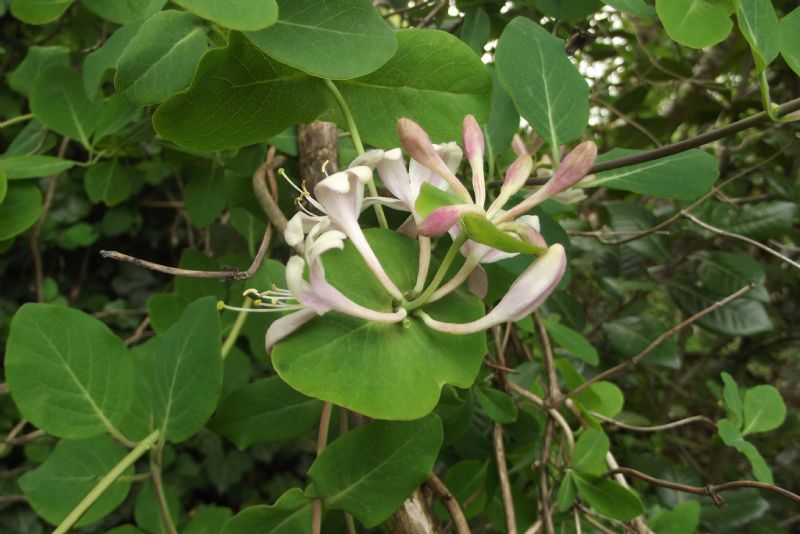 Lonicera?
