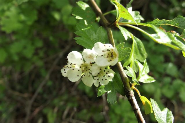 Biancospino o azzeruolo?  Biancospino (Crataegus monogyna)