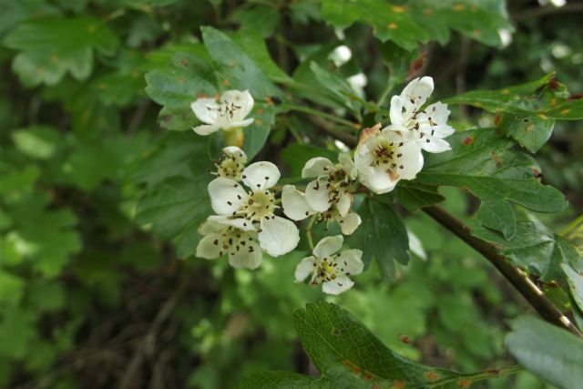 Biancospino o azzeruolo?  Biancospino (Crataegus monogyna)