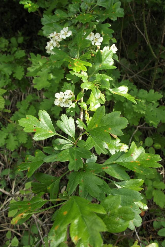 Biancospino o azzeruolo?  Biancospino (Crataegus monogyna)