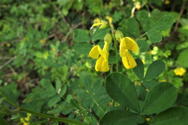 Fabaceae: Emerus major