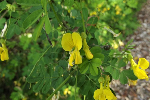 Fabaceae: Emerus major