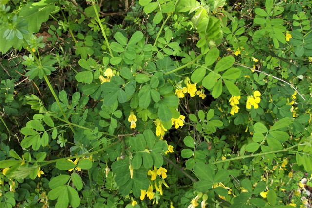 Fabaceae: Emerus major