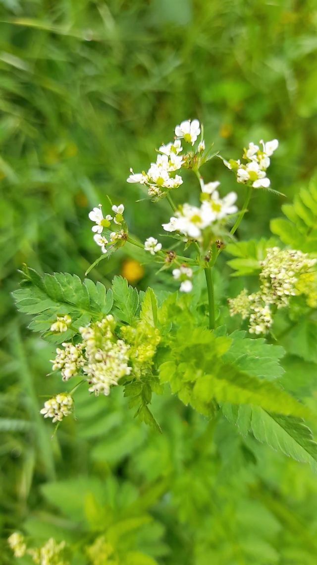 apiacea da determinare