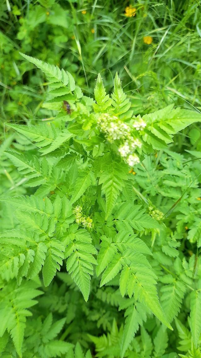 apiacea da determinare