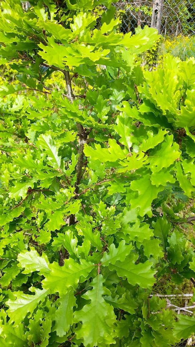 Quercus, quale?