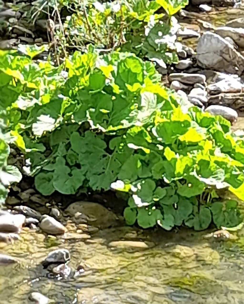 pianta con grandi foglie: Petasites sp. (Asteraceae)