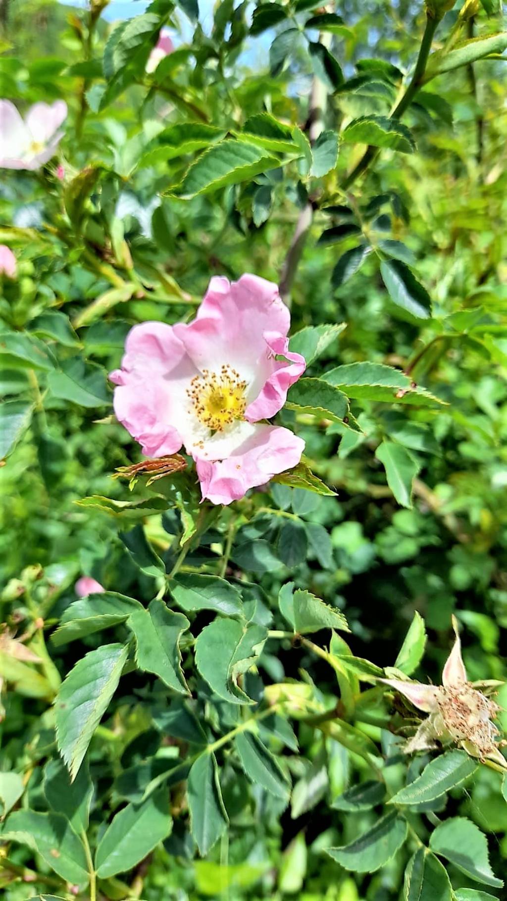 rosa canina?