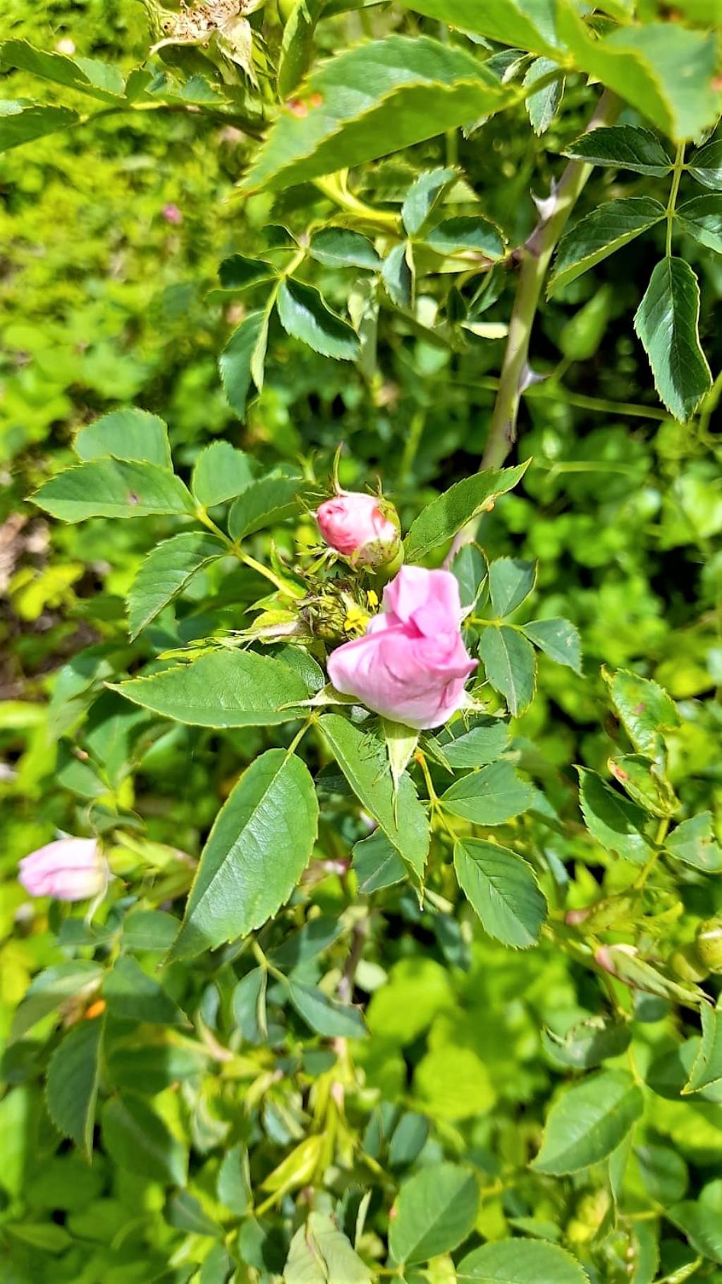 rosa canina?