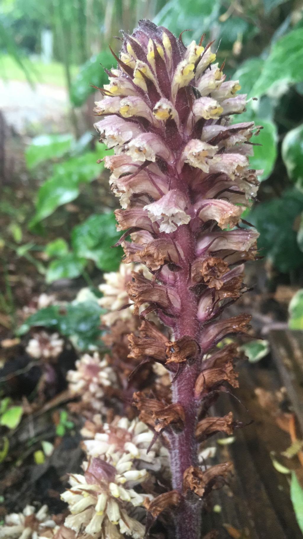 Orobanche