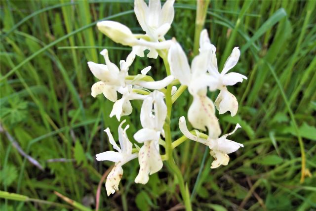 Orchis provincialis?