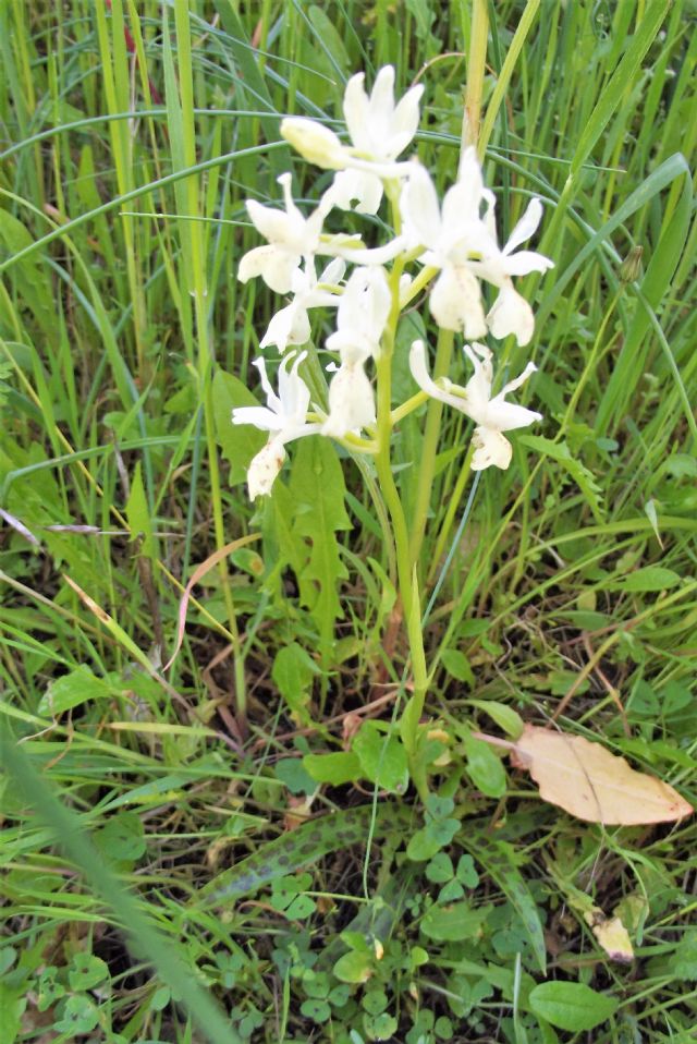 Orchis provincialis?