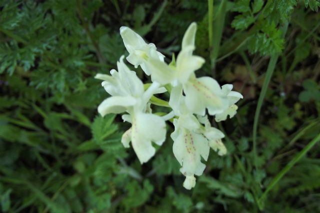 Orchis provincialis?