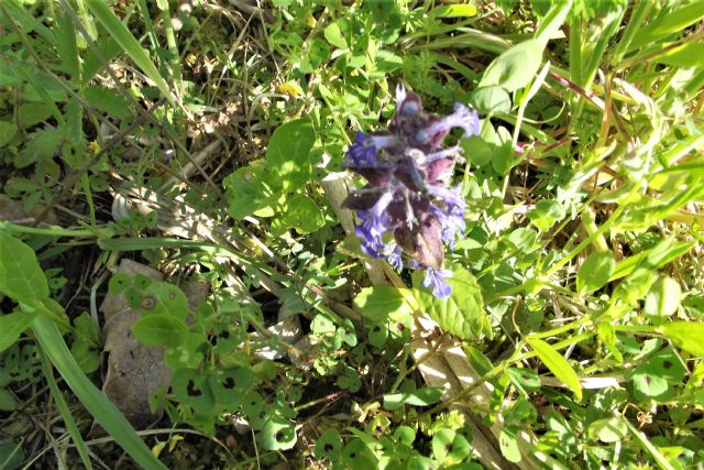 Prunella o Ajuga?   Ajuga reptans