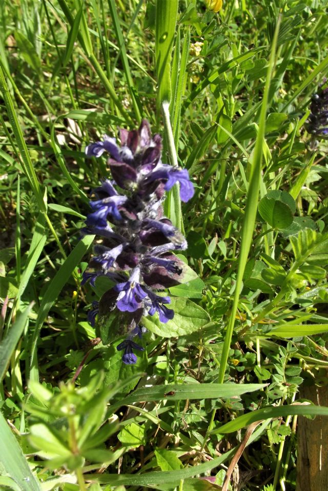 Prunella o Ajuga?   Ajuga reptans