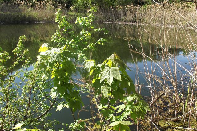 Che pianta ? Acer pseudoplatanus