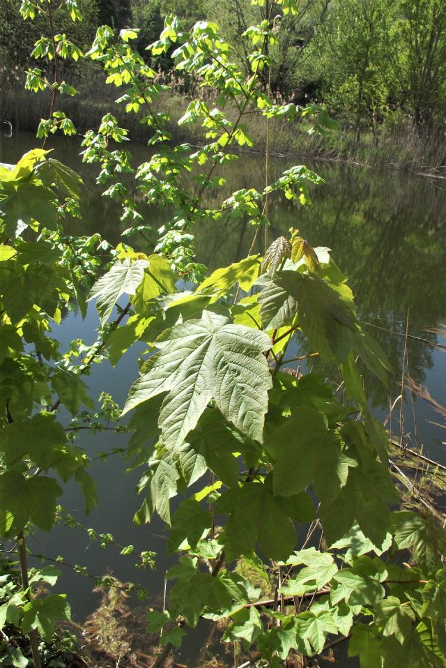Che pianta ? Acer pseudoplatanus
