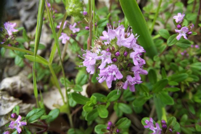 Timo? S, Thymus sp.