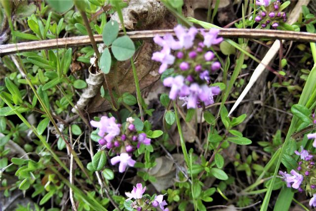Timo? S, Thymus sp.