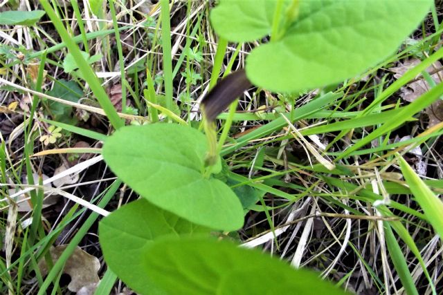 Aristolochia rotunda? S