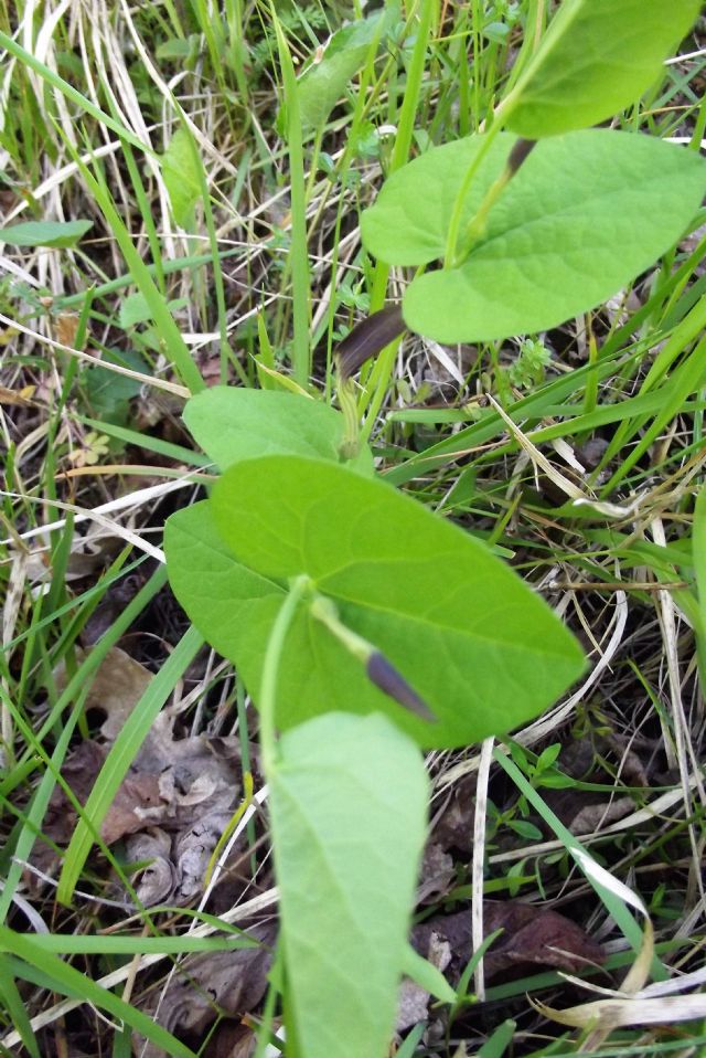 Aristolochia rotunda? S