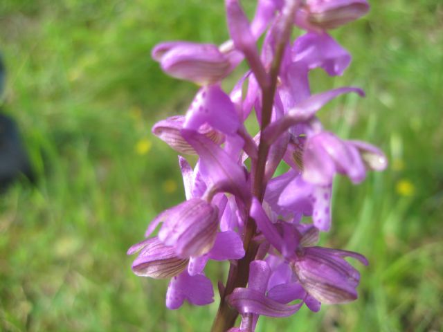 Anacamptis morio?