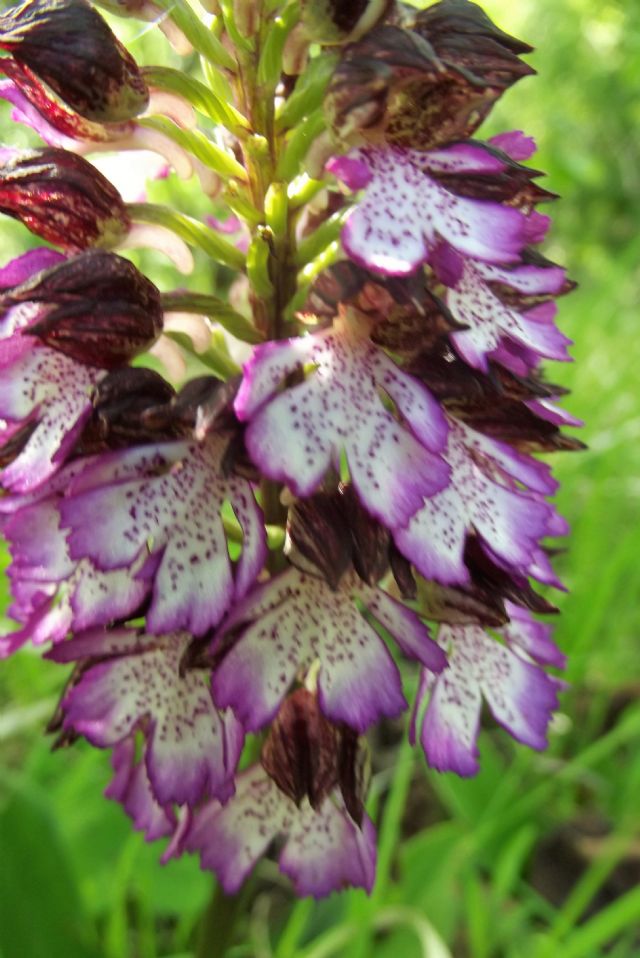 Orchis purpurea?