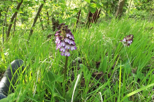 Orchis purpurea?