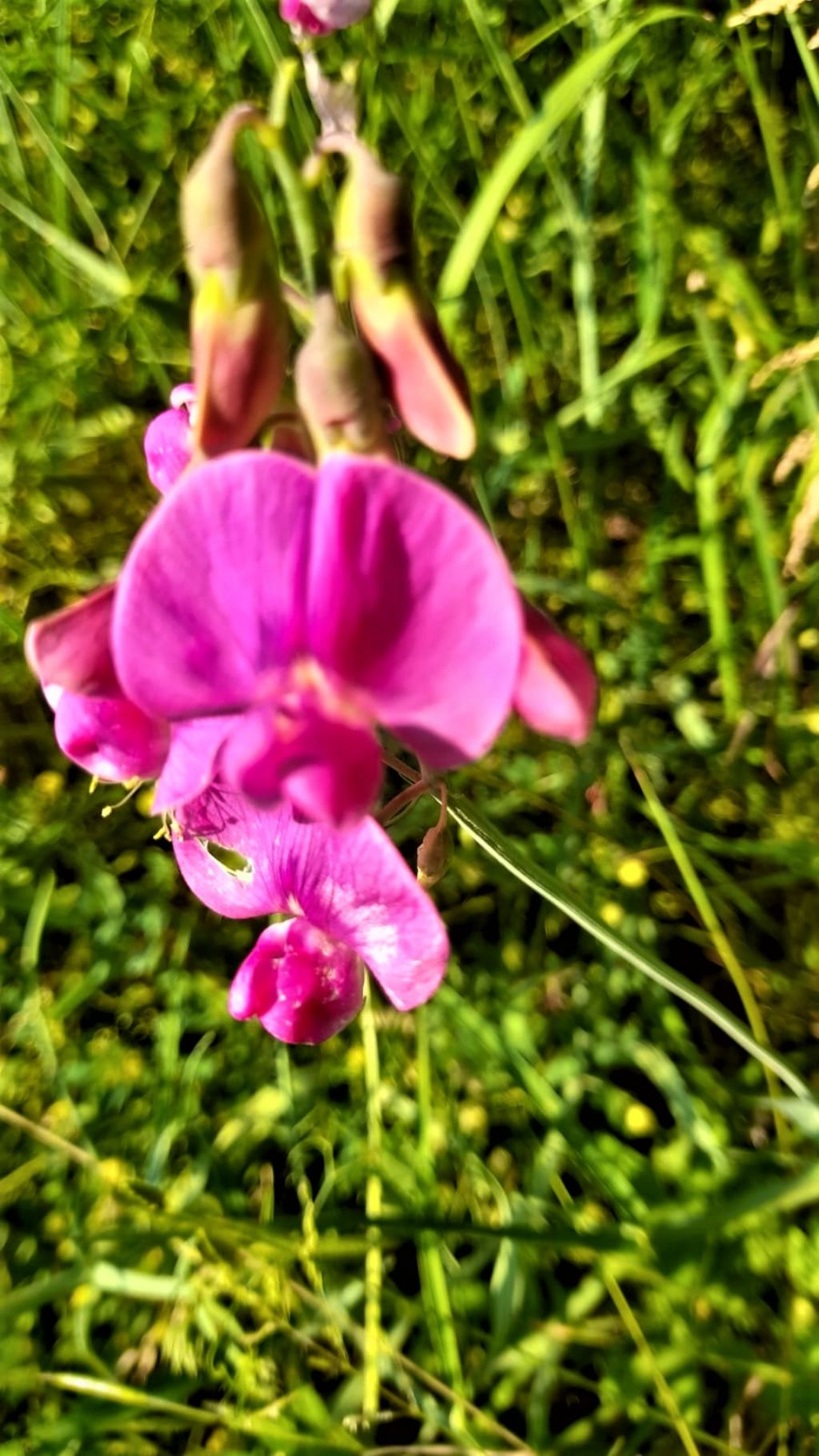 Pisum sativo?  No, Lathyrus sp.
