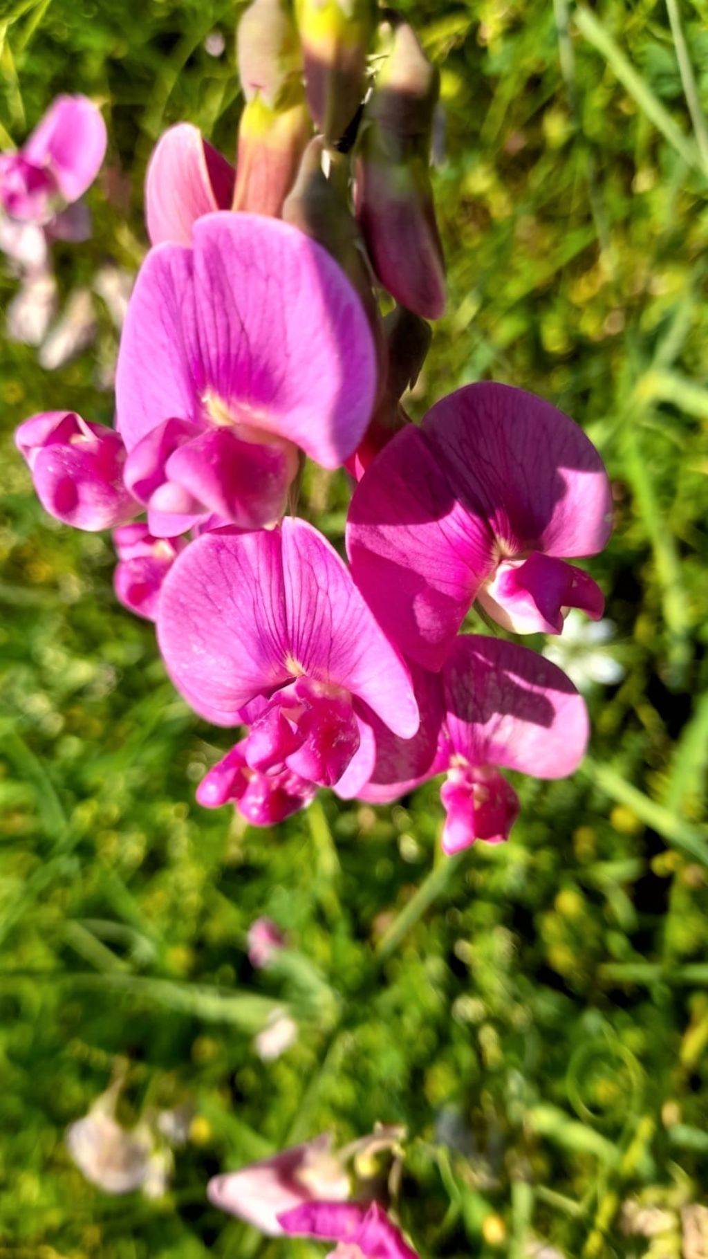 Pisum sativo?  No, Lathyrus sp.