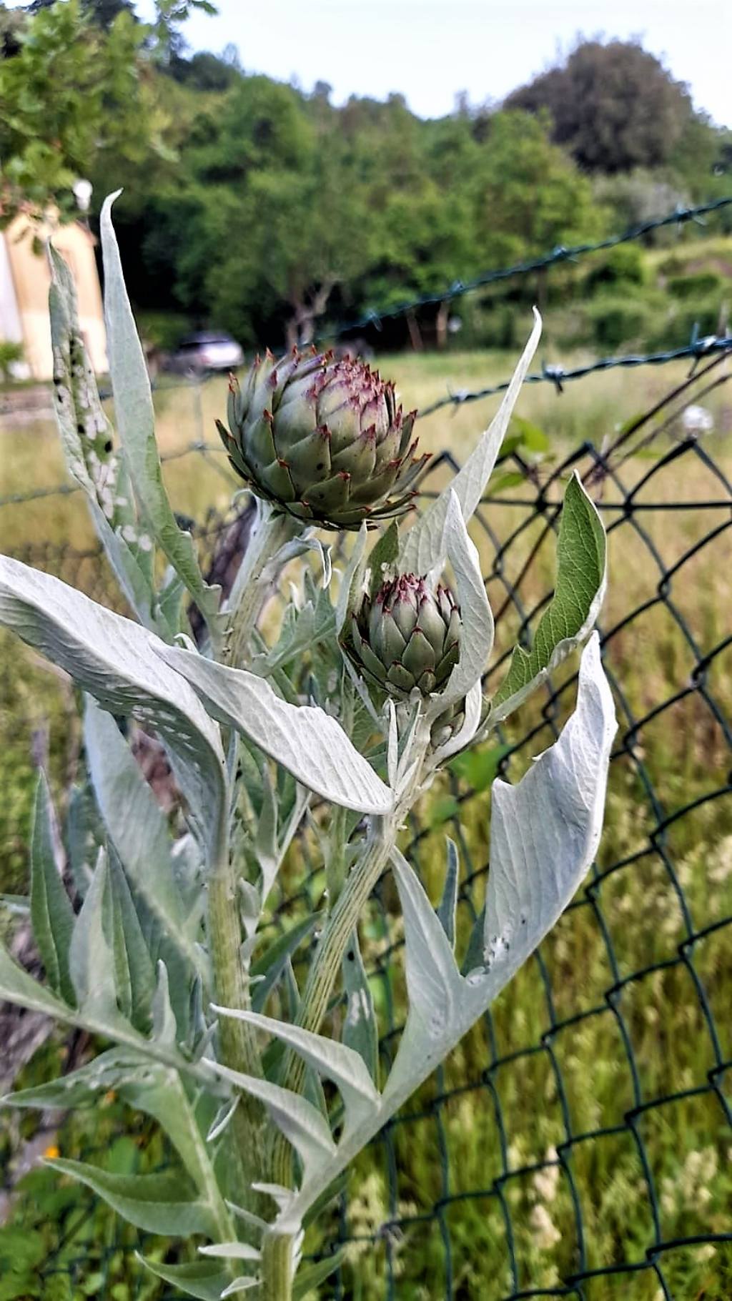 Cynara cardunculus? S!