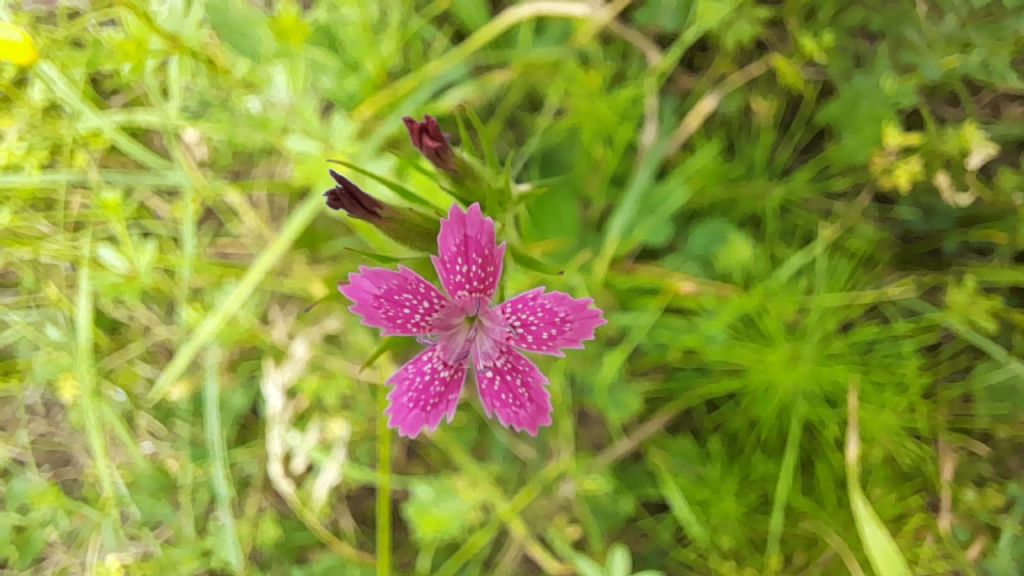 Dianthus armeria?  S