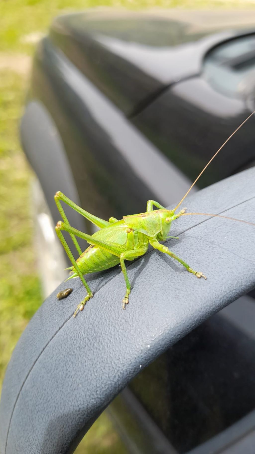 Tettigonia viridissima,  maschio sub-adulto