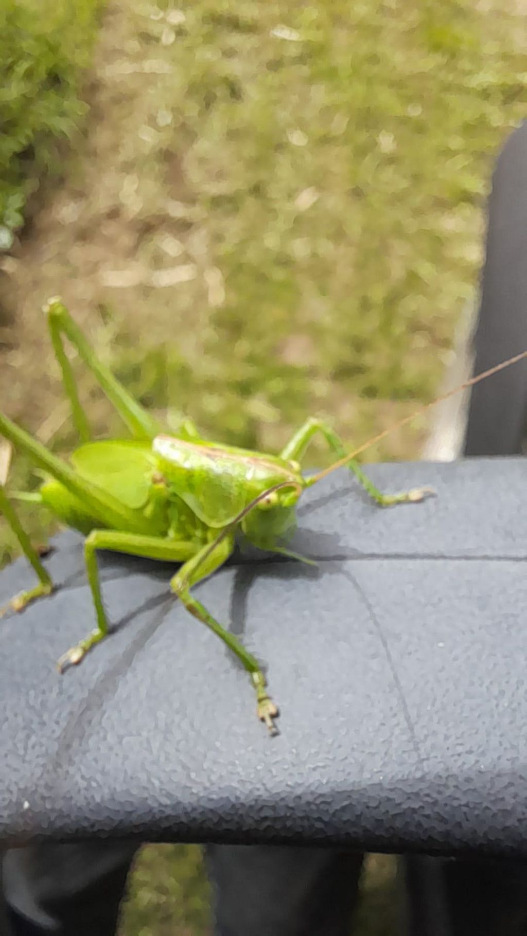 Tettigonia viridissima,  maschio sub-adulto