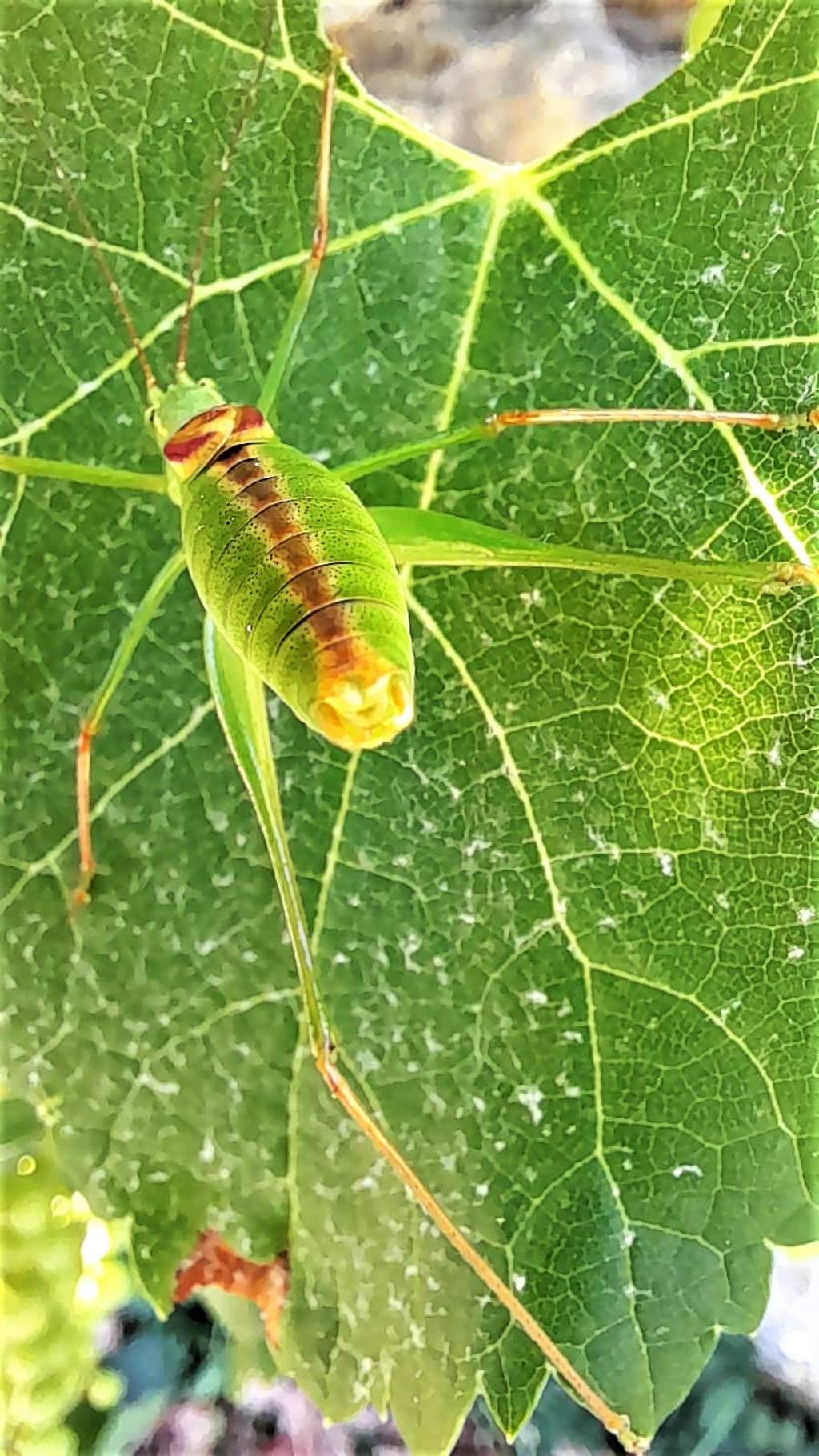 Phaneropteridae: Leptophyes laticauda