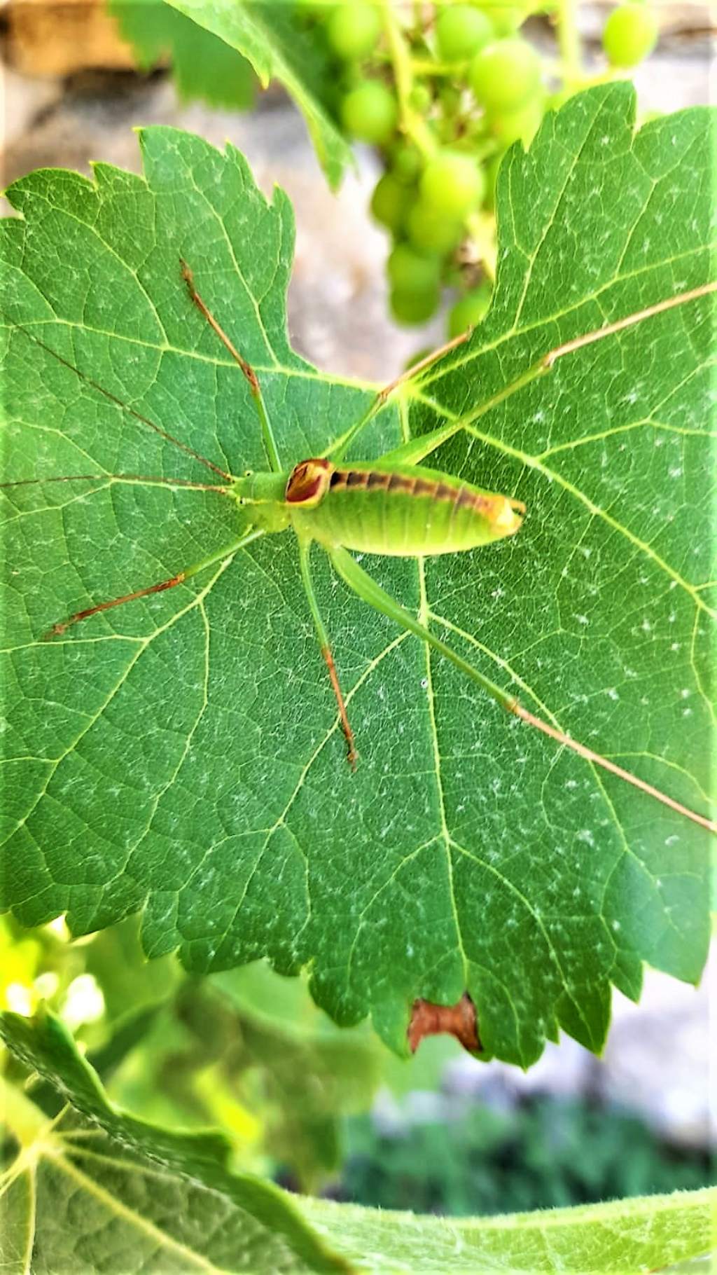 Phaneropteridae: Leptophyes laticauda