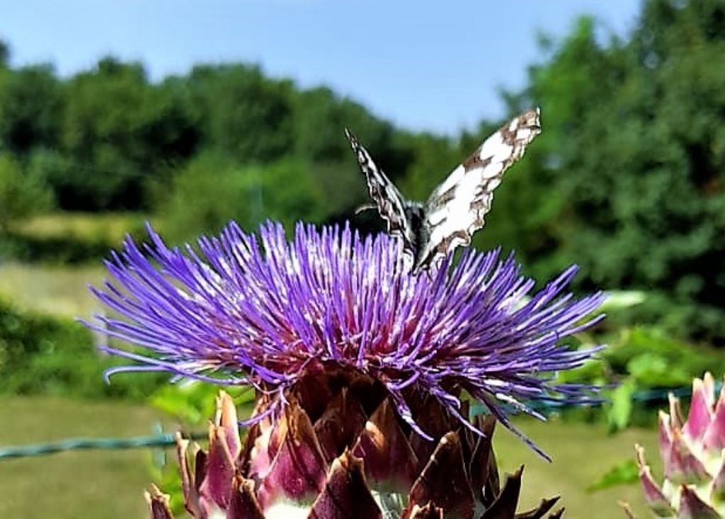 Melanargia galathea ( Nymphalidae  Satyrinae)