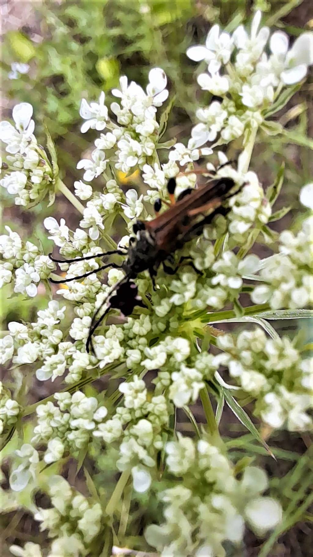 Stenopterus ater (Cerambycidae)