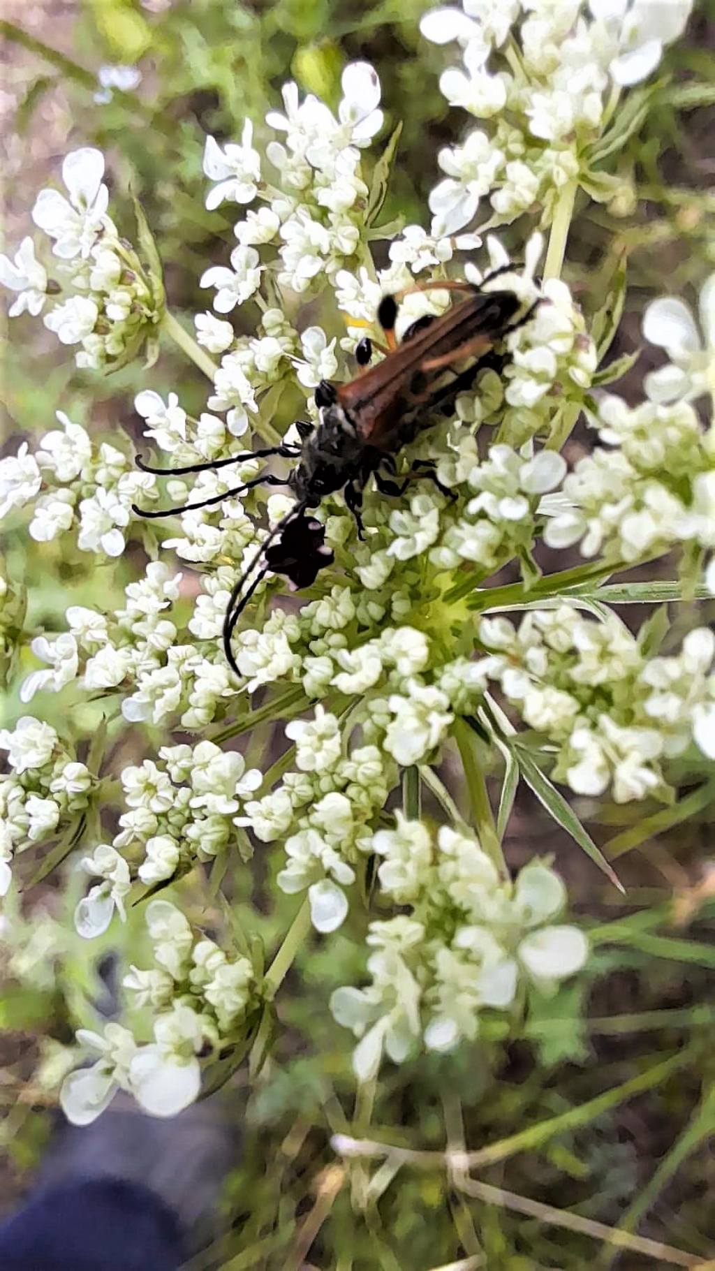 Stenopterus ater (Cerambycidae)