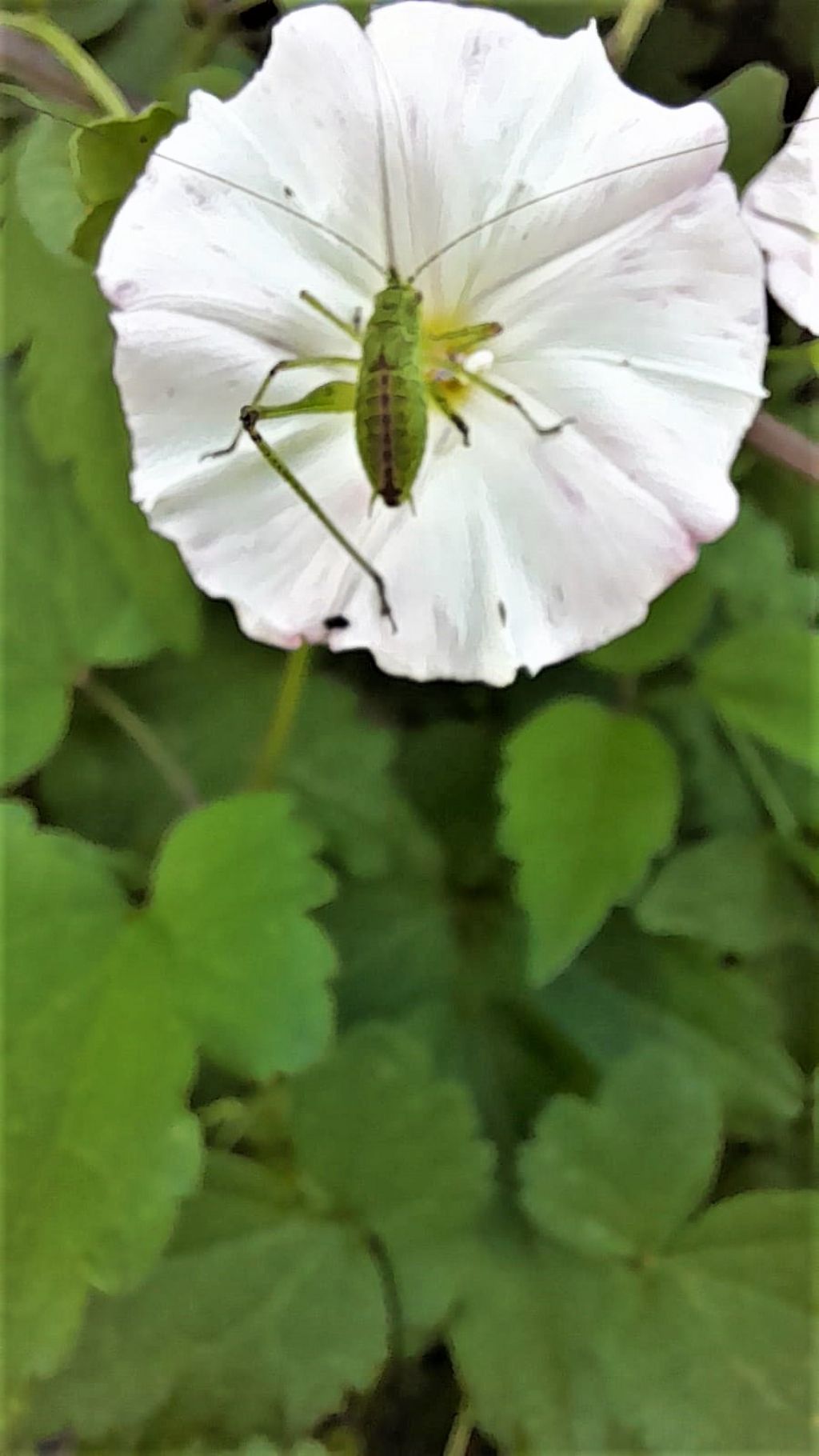 Giovane Phaneroptera nana