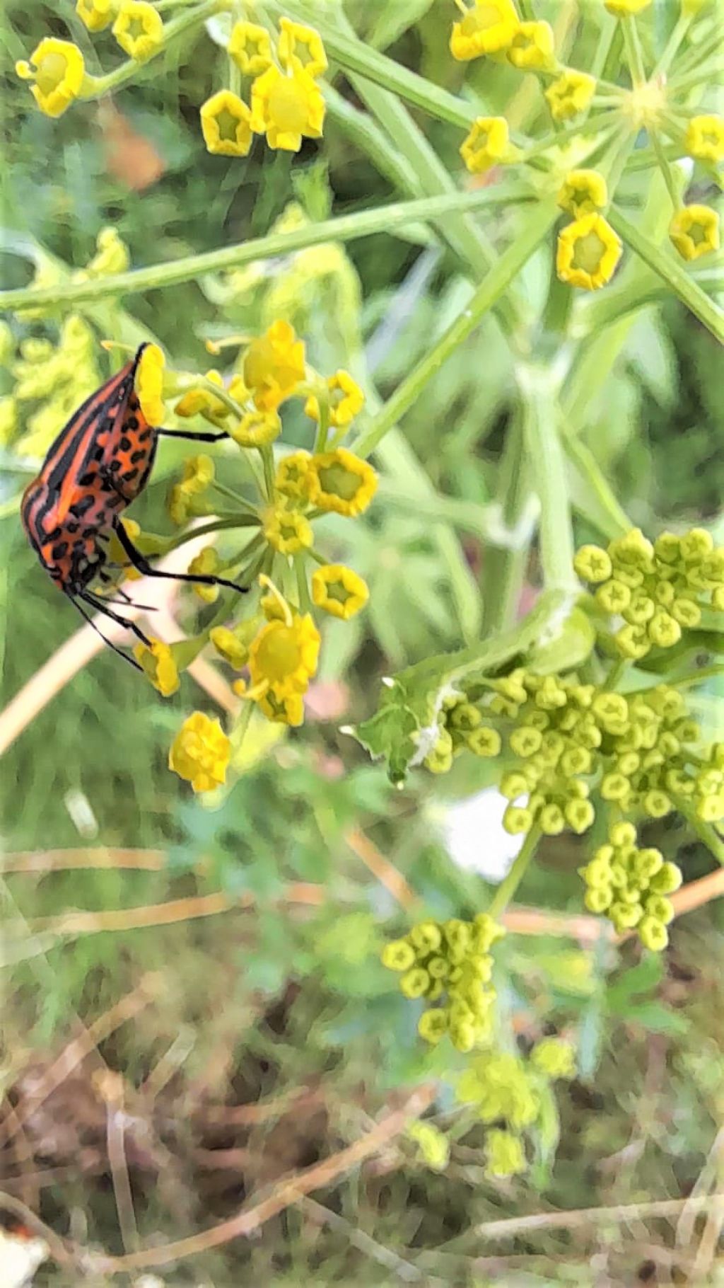 Graphosoma lineatum o Graphosoma lineatum italicum