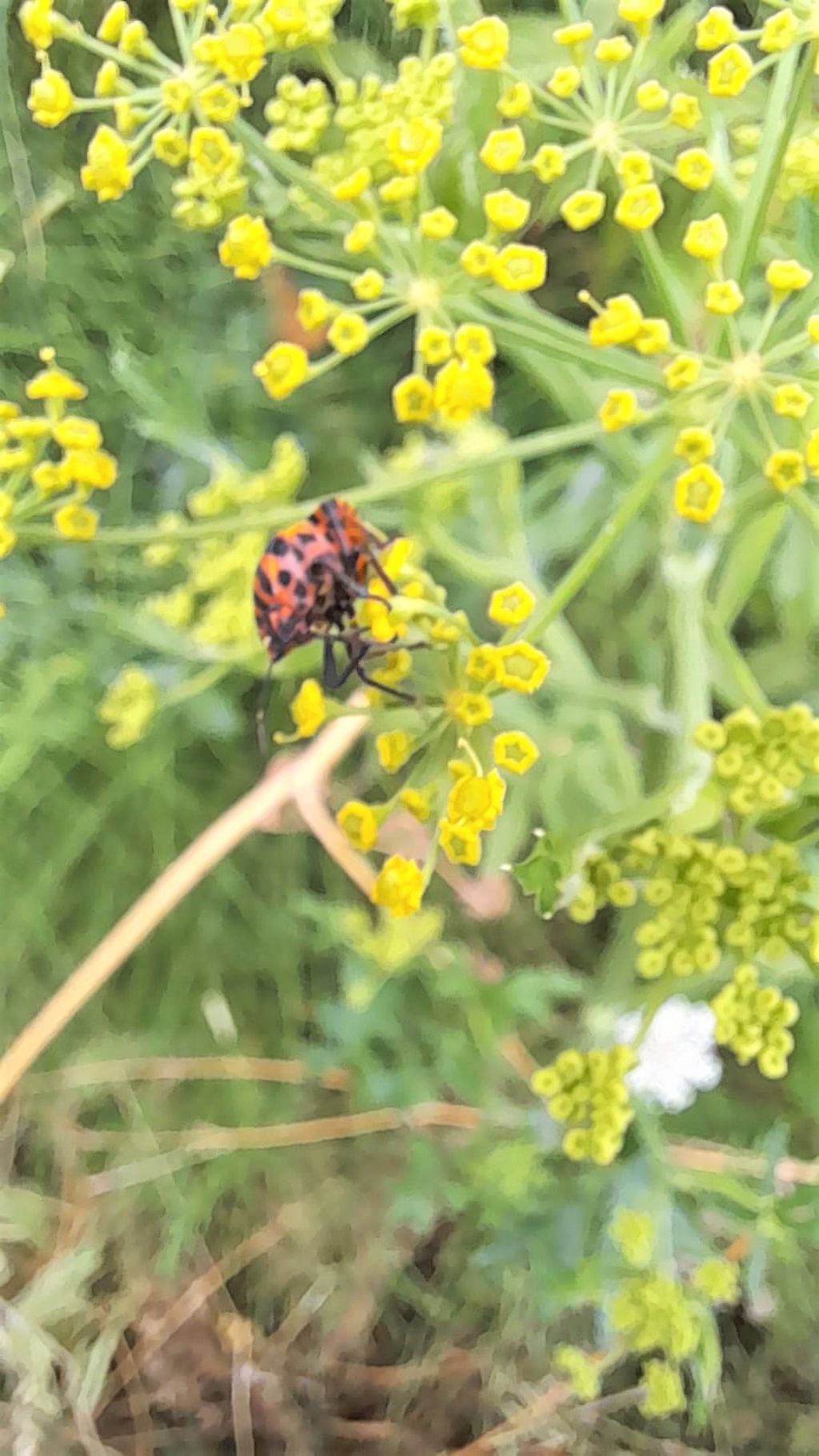 Graphosoma lineatum o Graphosoma lineatum italicum