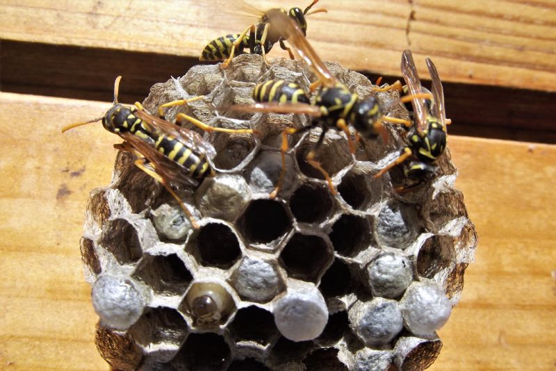 che vespa? Polistes dominula