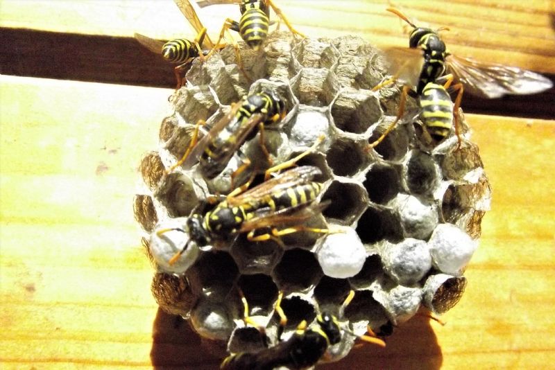 che vespa? Polistes dominula
